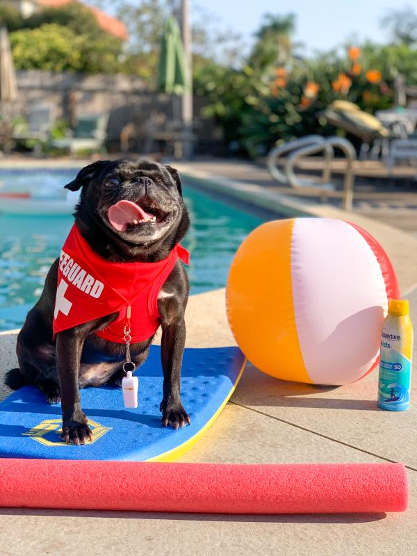 /images/uploads/pug nation rescue of los angeles/pugnation2021/entries/15493thumb.jpg